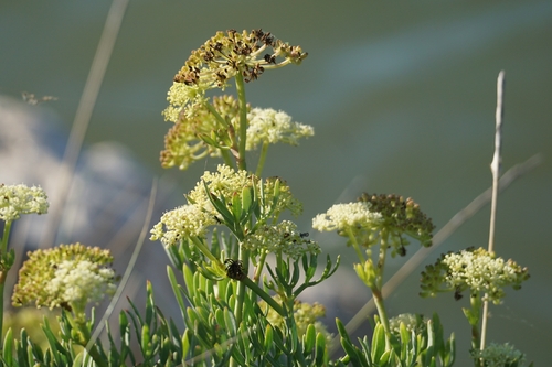 rock samphire