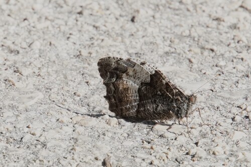 Woodland Grayling