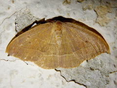 Watsonalla uncinula