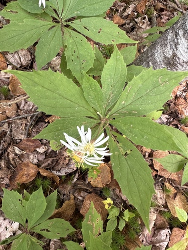 whorled wood aster