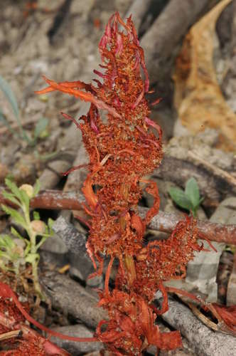 Image of Rumex crystallinus by (c) Chris Lindorff, some rights reserved (CC BY)