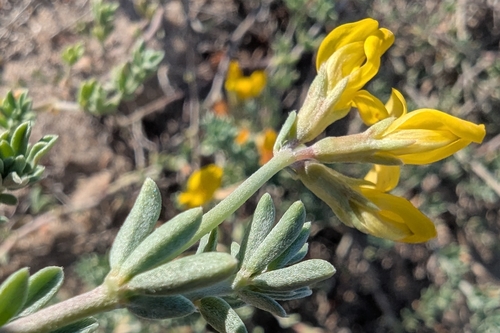 Cretan bird's-foot-trefoil