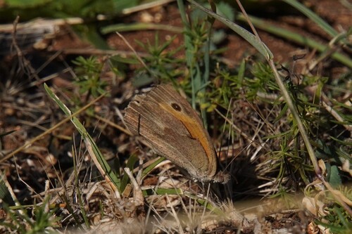 Meadow Brown