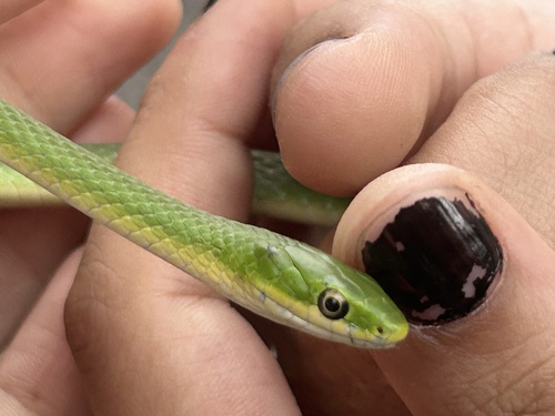 Rough Greensnake