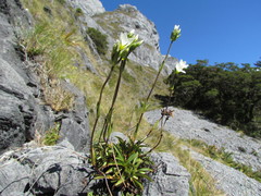 Gentianella angustifolia