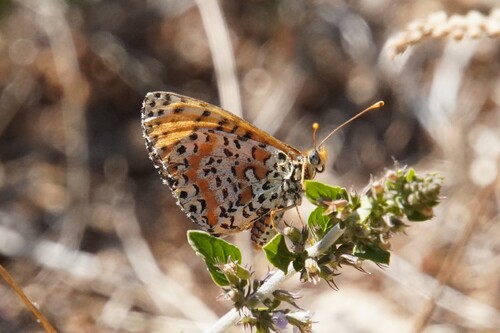 Spotted Fritillary