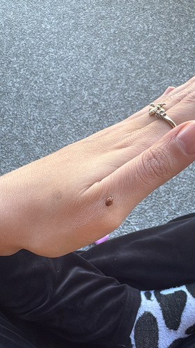Two-spotted Lady Beetle