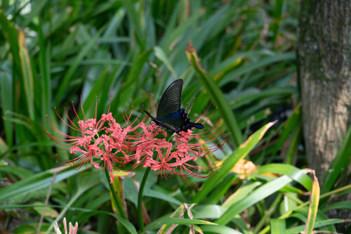 Chinese Peacock Swallowtail