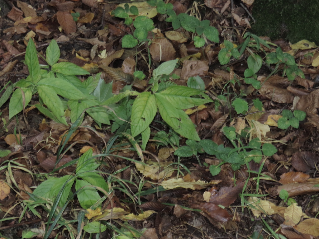 Mercurialis perennis; photograph (c) Oleksandr Shynder, some rights reserved (CC BY)