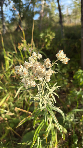 pearly everlasting