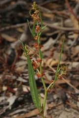 Rumex crystallinus