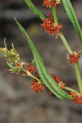 Rumex crystallinus