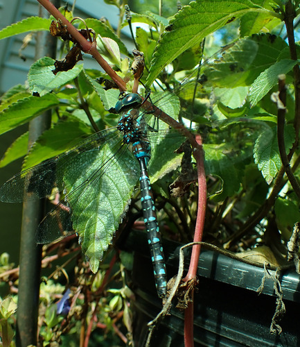 Black-tipped Darner
