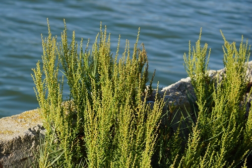 Herbaceous Seepweed