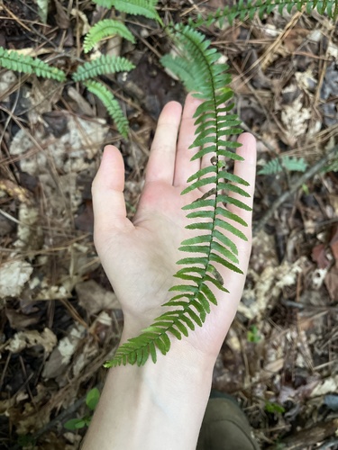 Asplenium platyneuron