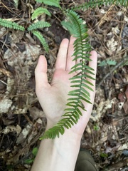 Asplenium platyneuron