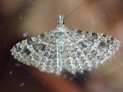 Twenty-plume Moth