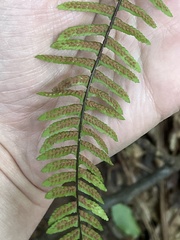 Asplenium platyneuron, photograph (c) Oliver Hassell, some rights reserved (CC BY)