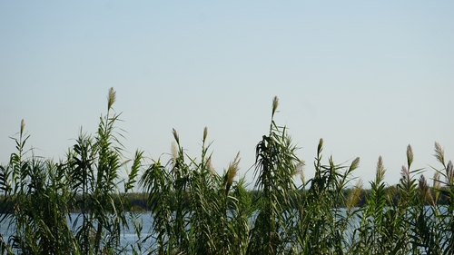 giant reed