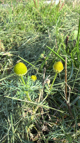 pineapple-weed