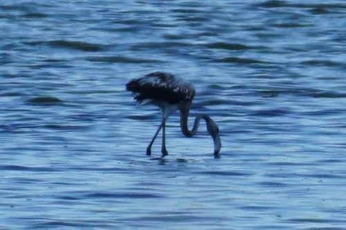 Greater Flamingo