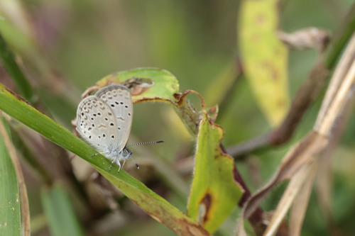 African Grass Blue