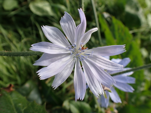 chicory