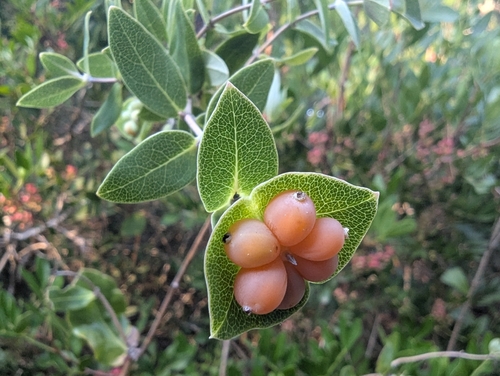 Mediterranean Honeysuckle