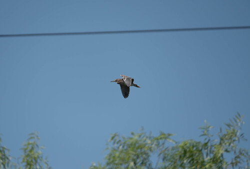 Black-crowned Night Heron