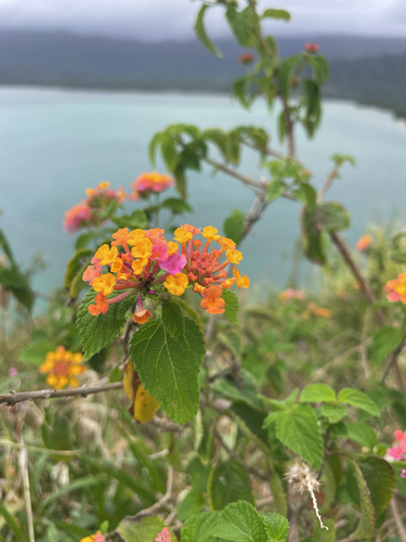 Lantana camara, 2026-09-24