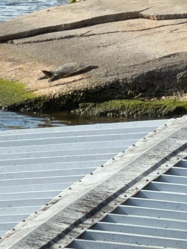 Spiny Softshell