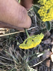 Harbouria trachypleura