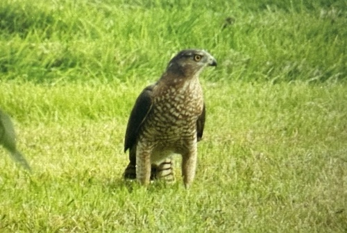 Cooper's Hawk