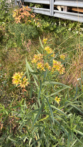 flat-topped goldenrod