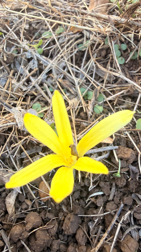 Sternbergia colchiciflora, photograph 3