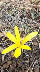 (c) mycoroco, some rights reserved (CC BY) Sternbergia colchiciflora, photograph (c) mycoroco, some rights reserved (CC BY)