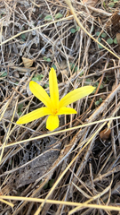 Sternbergia colchiciflora