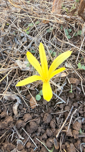 Sternbergia colchiciflora, photograph 6