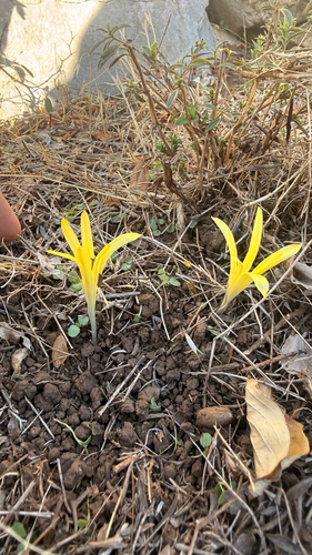 Sternbergia colchiciflora, photograph 5