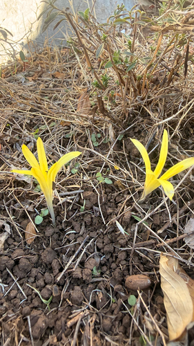 Sternbergia colchiciflora, photograph 4