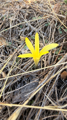(c) mycoroco, some rights reserved (CC BY) Sternbergia colchiciflora, photograph (c) mycoroco, some rights reserved (CC BY)