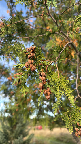northern whitecedar