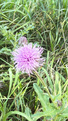 creeping thistle