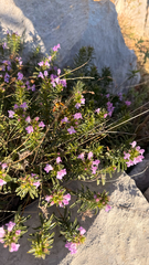 Satureja subspicata, photograph (c) mycoroco, some rights reserved (CC BY)