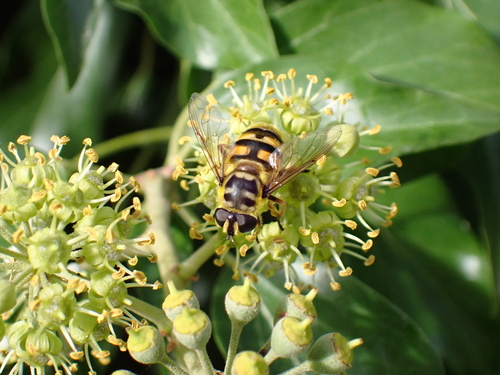 Yellow-haired Sun Fly