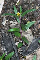 Eclipta platyglossa platyglossa