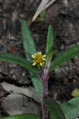 Eclipta platyglossa platyglossa