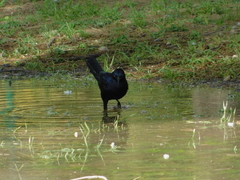 Quiscalus mexicanus