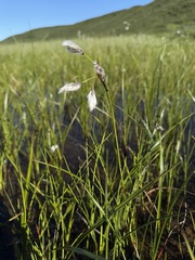 Eriophorum angustifolium