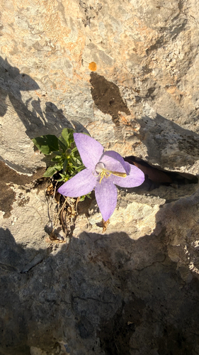 Campanula pyramidalis, photograph 4